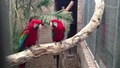 танцуващи папагали на рап