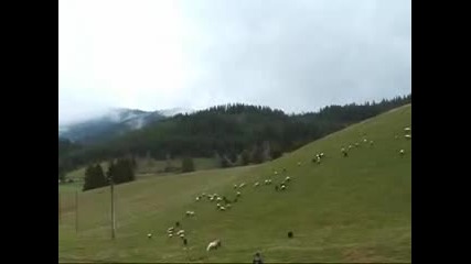 каракачанско куче