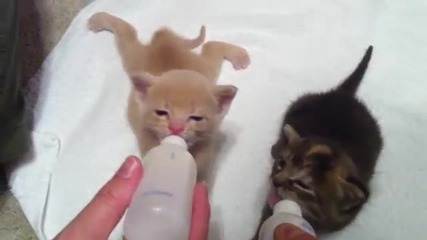 4 седмични котенца сучат мляко