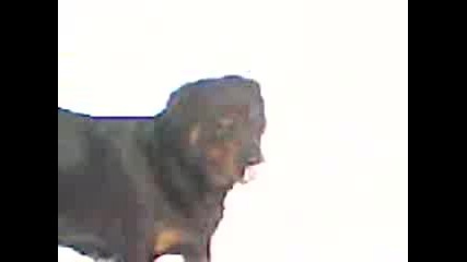 Rotvaileri