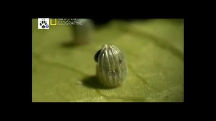 Buyuk Gocler 2. Bolum Izle 2011 Hq