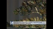 Увековечиха боровото дърво, оцеляло след цунамито в Япония