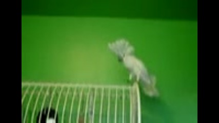 Cockatoo смешен папагал