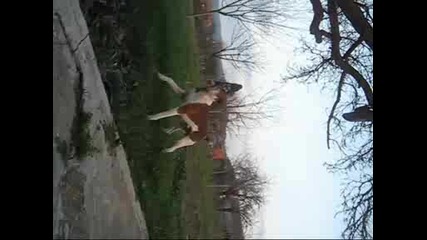 Джак Ръсел Скача На Батут
