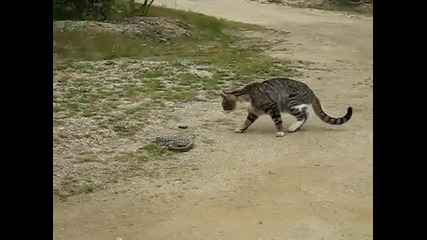 Cat vs snake 