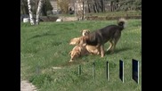 "Екоравновесие" лови опасни кучета в кв."Редута" в София