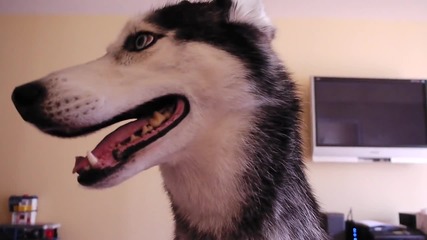 Mishka is Really Really Angry - Subtitled