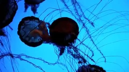 Удивителен Аквариум С Медузи