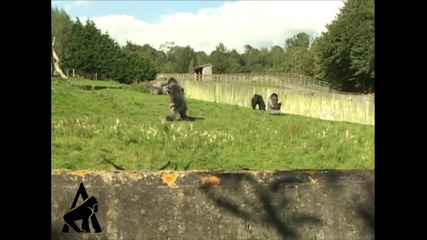 Ходеща на два крака горила 