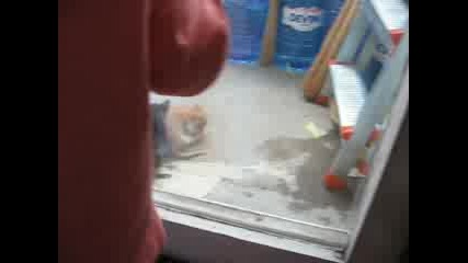 Мишето Иска При Котетата