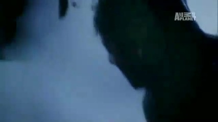 I Shouldnt Be Alive - Hunter Survives Grizzly Attack 