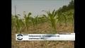 България забрани отглеждане на генетично модифицираната царевица МОН 810