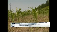 България забрани отглеждане на генетично модифицираната царевица МОН 810