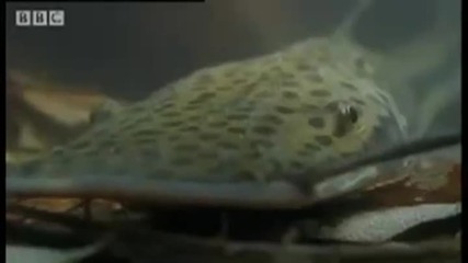 Candiru - Риба убиец - Bbc Animals