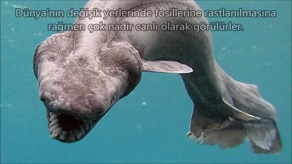 10-те-най Страшните животни, живеещи в дълбините на океана