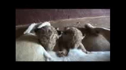 Kevin Richardson - Приятел С Лъвица