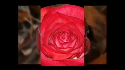 red roses and music 