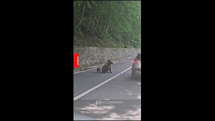 Мечка нападна българин в Румъния, мъжът е опериран
