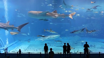 Море Курошио - втори по големина аквариум в света, Окинава Чурауми аквариум, Япония