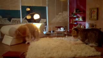 38 Cute Animals, 1 Cool Screen, 8 Different Uses