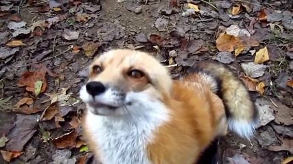 Fox go Floof