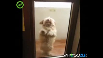 Танцуващото куче