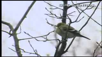 Dinosaur Bird Bones