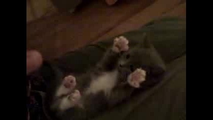 Бебе - котенце 