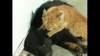 Cat Give Dog Massage Video