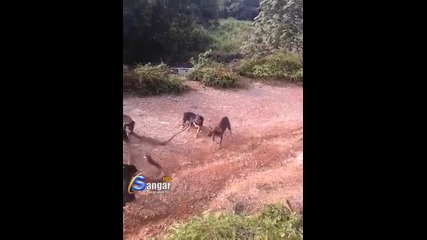 Кучета се бият с голяма отровна змия
