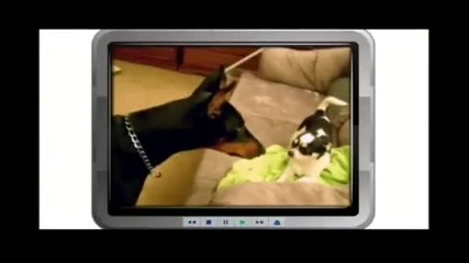Dogs 101 - Доберман (цял Епизод)