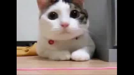 Коте танцува техно
