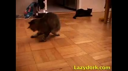 cat fight 