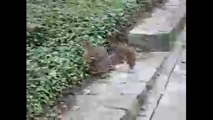 Катерица Fail |смях| :d