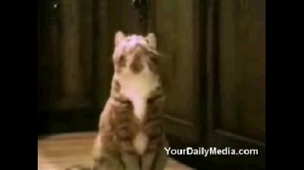 Funny Talking Cats