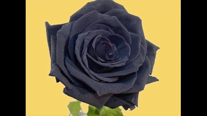 Эшелон - черная роза 