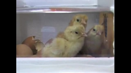 Как се излюпват пиленца 