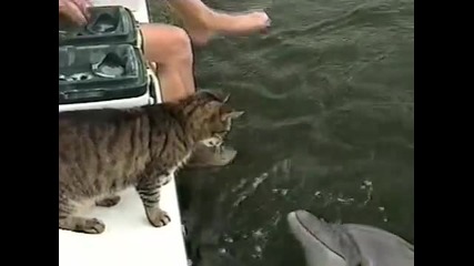 Котка и Делфин