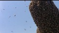 Мъж Покрит със 100 Хиляди Пчели