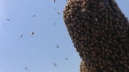 Мъж Покрит със 100 Хиляди Пчели