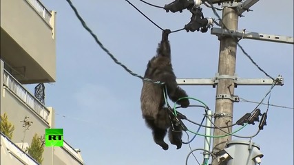 Как се лови подивяло шимпанзе по жицата