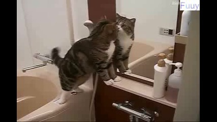 лудо коте през годините