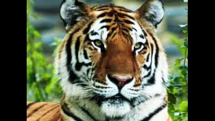 Cool Iiiiiiiiiiiiiiii