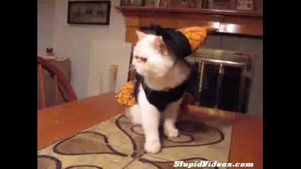 Хелоуин Котка