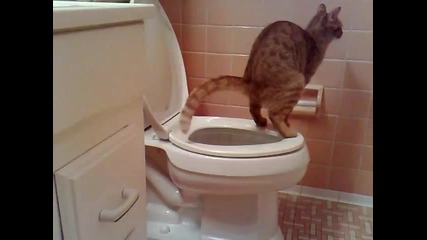 Коте използва тоалетната