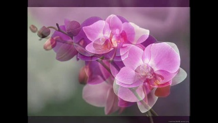 Орхидея - Красива, Прекрасна, Великолепна