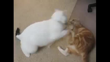 Ufc (ultimate Fighting Cats).flv