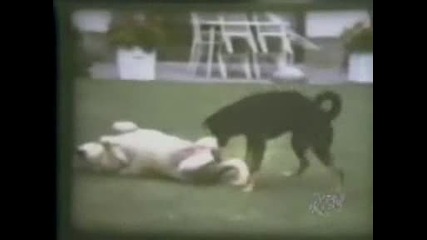 Crazy Animals