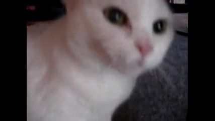 Don t pet this Kitty Pt. 2 