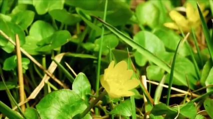 Вижте неуловимата сила, скрита в тези крехки създания